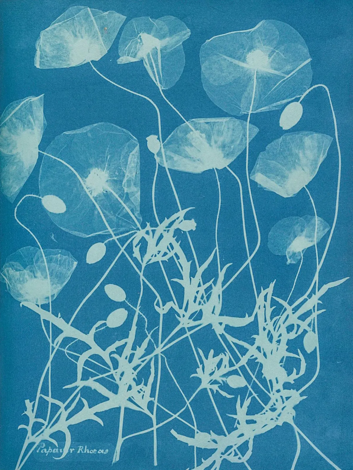 Cyanotype by Anna Atkins and Anne Dixon, c. 1861